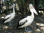 �傫�Ȏʐ^�ɂȂ�